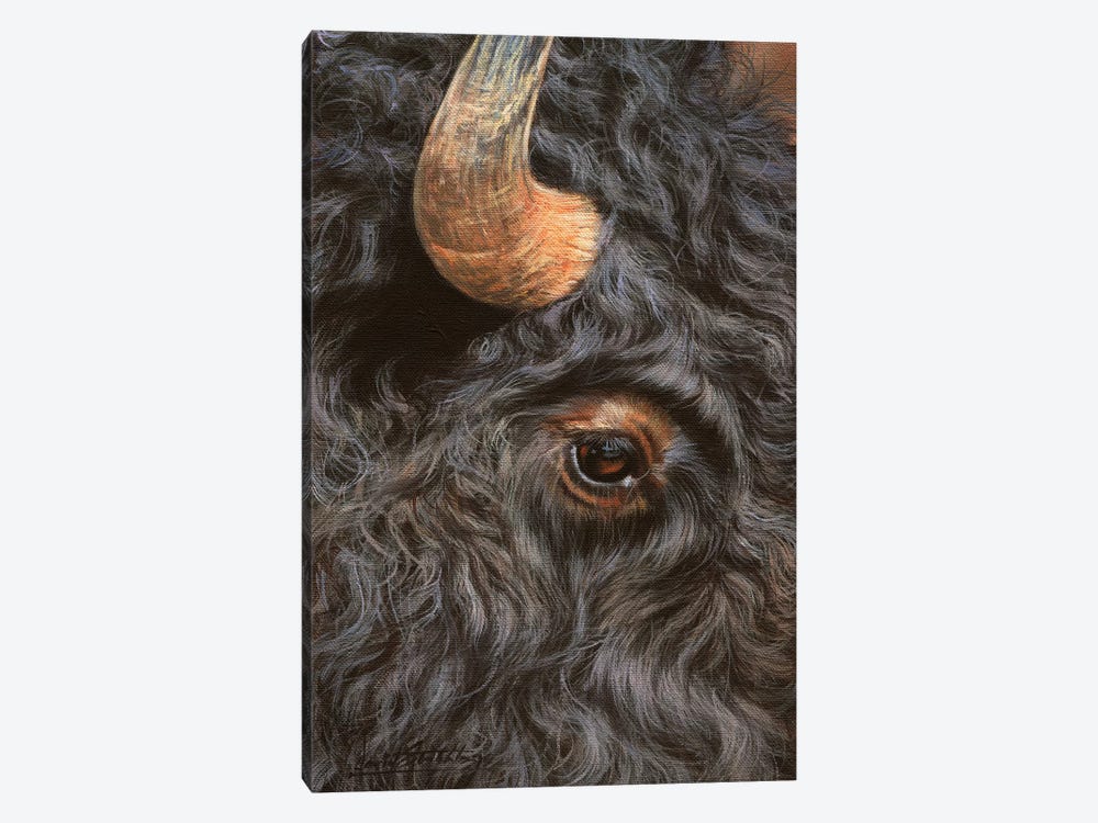 Bison Close-Up by David Stribbling 1-piece Canvas Artwork