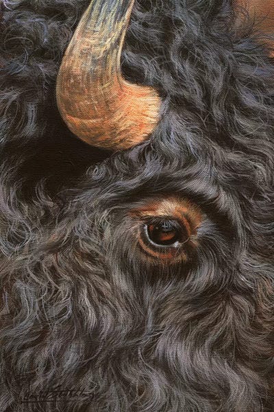 David Stribbling: Bison Close-Up by David Stribbling