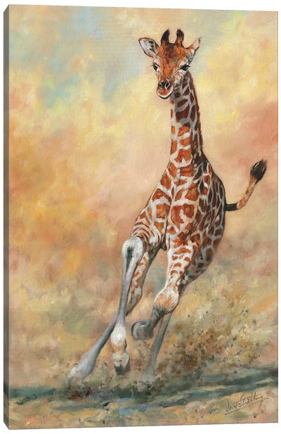 Kicking Up Dust II Canvas Art Print - Giraffe Art