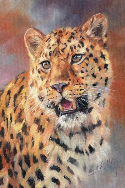 Leopards: Leopard Portrait by David Stribbling