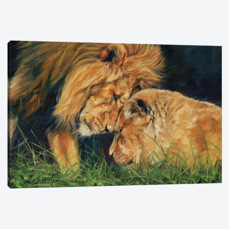 Lion Love Canvas Print #STG153} by David Stribbling Art Print