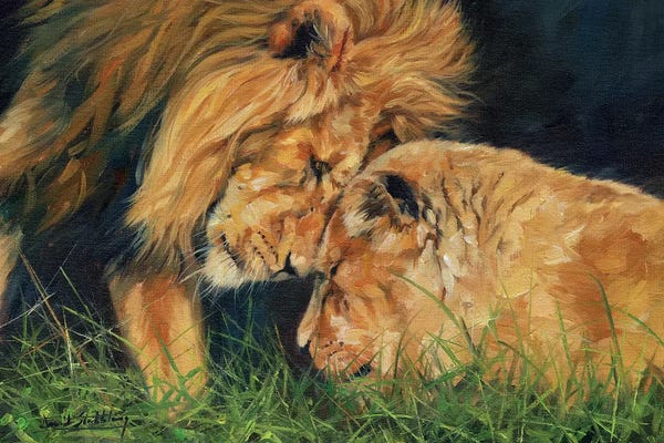 David Stribbling: Lion Love by David Stribbling