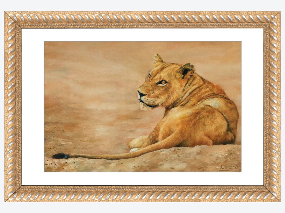 Lioness Canvas Art by David Stribbling | iCanvas