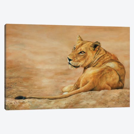 Lioness Canvas Print #STG154} by David Stribbling Canvas Art