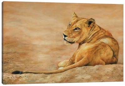 Lioness Canvas Art Print - David Stribbling