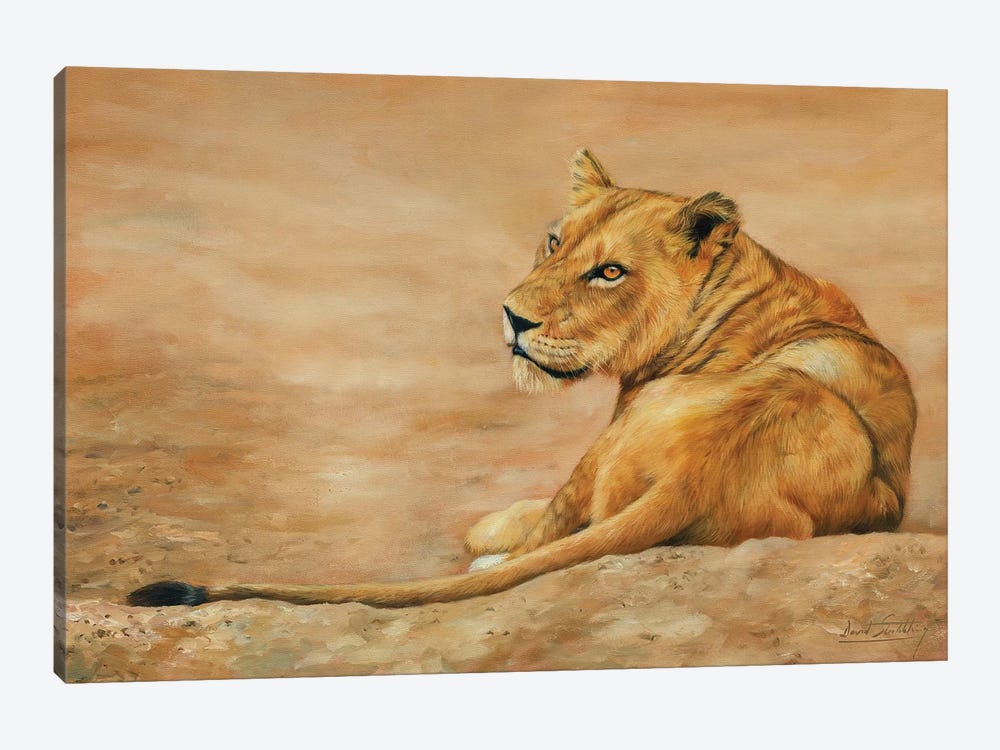 Lioness by David Stribbling 1-piece Art Print