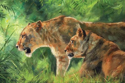 Pair Of Lionesses by David Stribbling canvas print