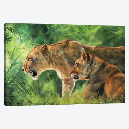 Pair Of Lionesses Canvas Print #STG156} by David Stribbling Canvas Art
