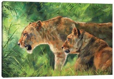 Pair Of Lionesses Canvas Art Print - David Stribbling
