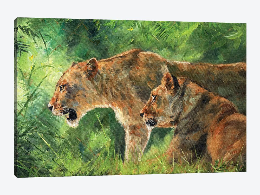 Pair Of Lionesses by David Stribbling 1-piece Canvas Print
