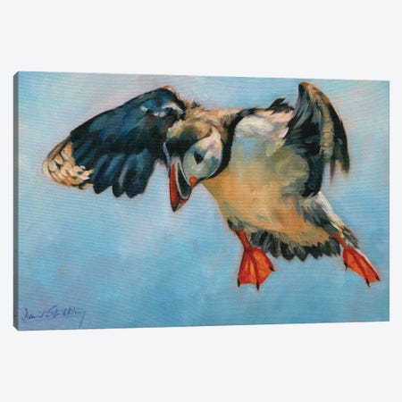 Puffin Canvas Print #STG157} by David Stribbling Canvas Art