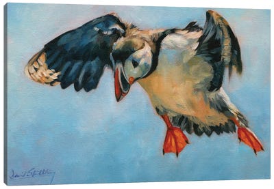 Puffin Canvas Art Print - David Stribbling