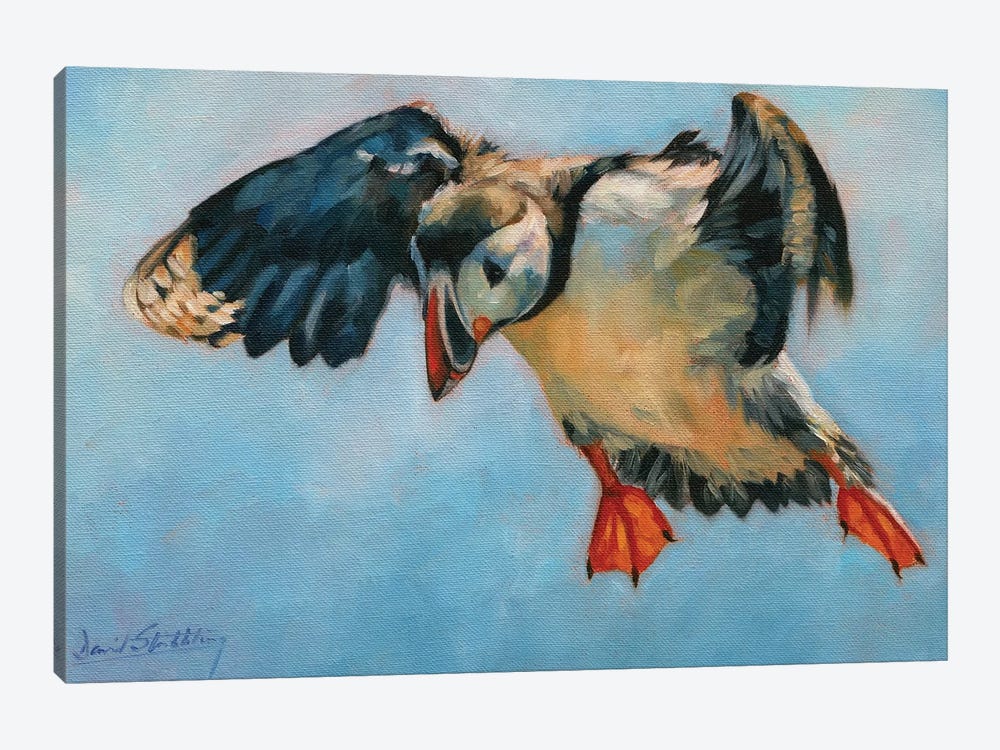 Puffin by David Stribbling 1-piece Canvas Artwork
