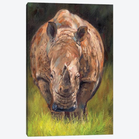 Rhino Canvas Print #STG159} by David Stribbling Canvas Print