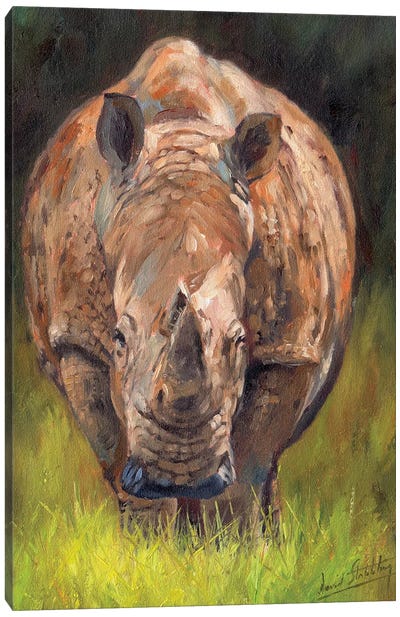 Rhino Canvas Art Print - David Stribbling