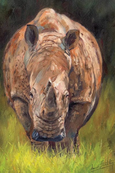 Rhinoceroses: Rhino by David Stribbling