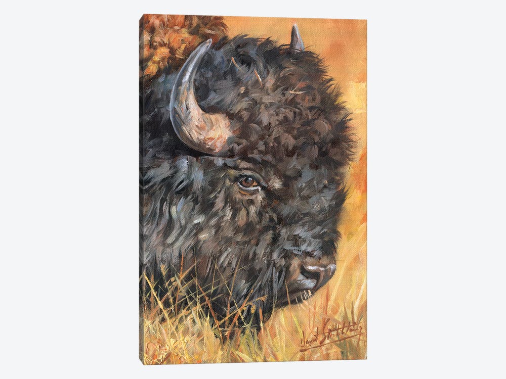 Bison Portrait by David Stribbling 1-piece Canvas Art Print