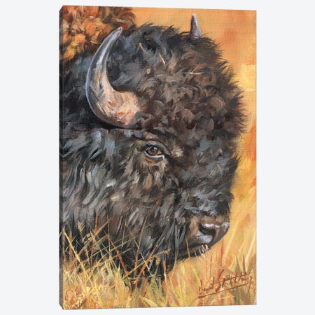 Bison Portrait Canvas Print #STG15} by David Stribbling Canvas Wall Art