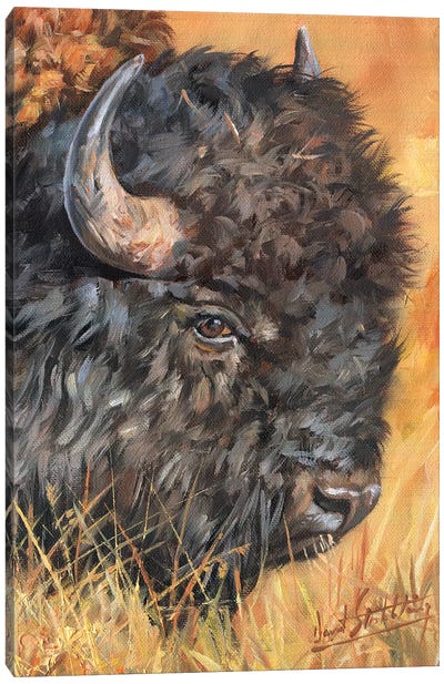 Bison Portrait Canvas Art Print - David Stribbling