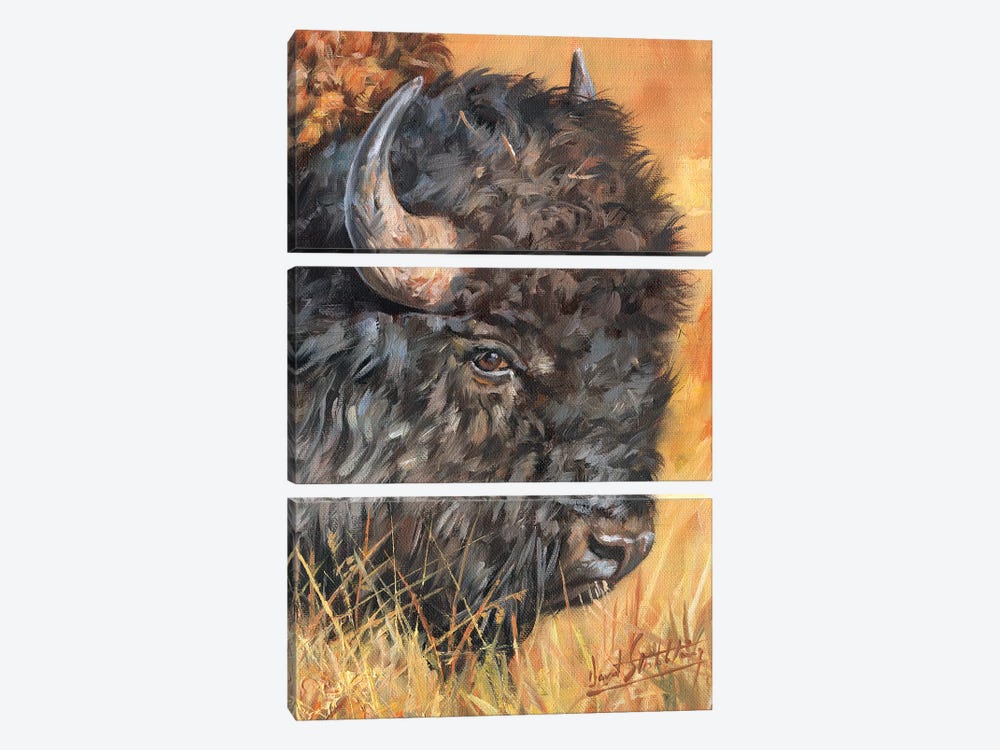 Bison Portrait by David Stribbling 3-piece Art Print