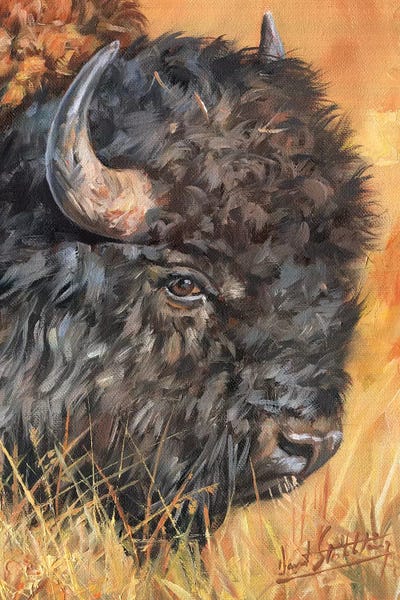 Photorealism: Bison Portrait by David Stribbling