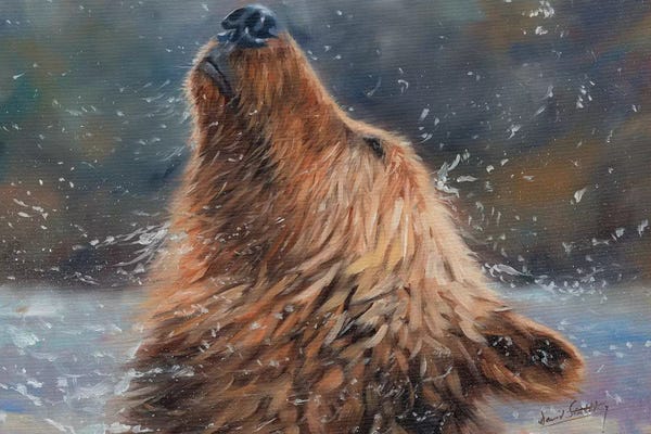 Bears: Shake It by David Stribbling