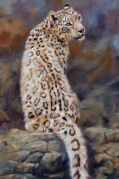 Snow Leopard  by David Stribbling canvas print
