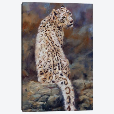 Snow Leopard  Canvas Print #STG163} by David Stribbling Canvas Artwork