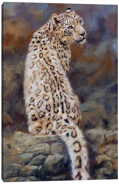 Snow Leopard  Canvas Art Print - David Stribbling