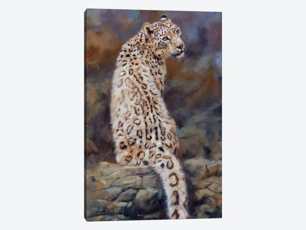 Snow Leopard  by David Stribbling 1-piece Canvas Art Print