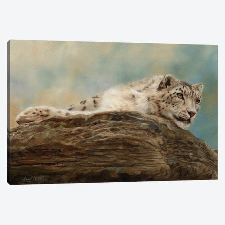 Snow Leopard Resting On A Rock Canvas Print #STG165} by David Stribbling Art Print