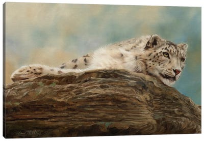 Snow Leopard Resting On A Rock Canvas Art Print - David Stribbling