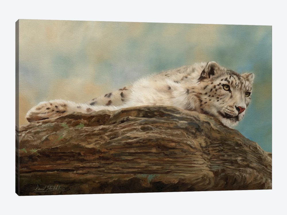 Snow Leopard Resting On A Rock 1-piece Art Print