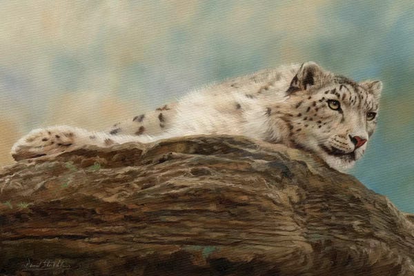 David Stribbling: Snow Leopard Resting On A Rock by David Stribbling