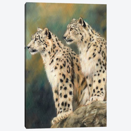Snow Leopards On A Rock Canvas Print #STG166} by David Stribbling Art Print