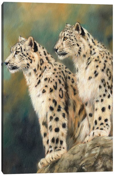 Snow Leopards On A Rock Canvas Art Print - David Stribbling