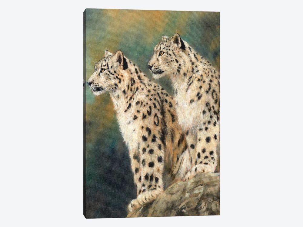 Snow Leopards On A Rock by David Stribbling 1-piece Canvas Artwork