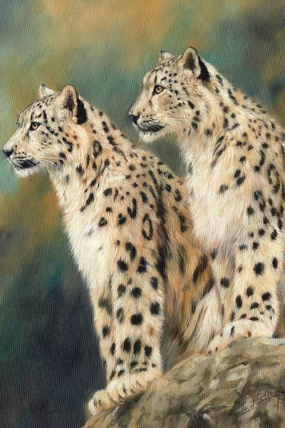 Leopards: Snow Leopards On A Rock by David Stribbling