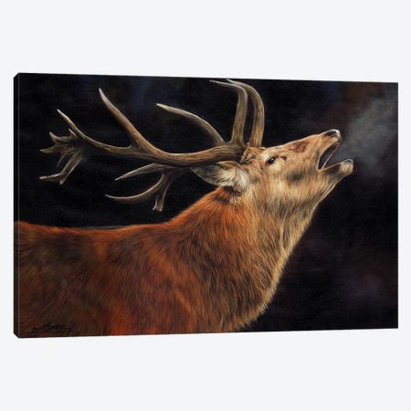 Stag Call Of The Wild Canvas Print #STG167} by David Stribbling Canvas Art Print