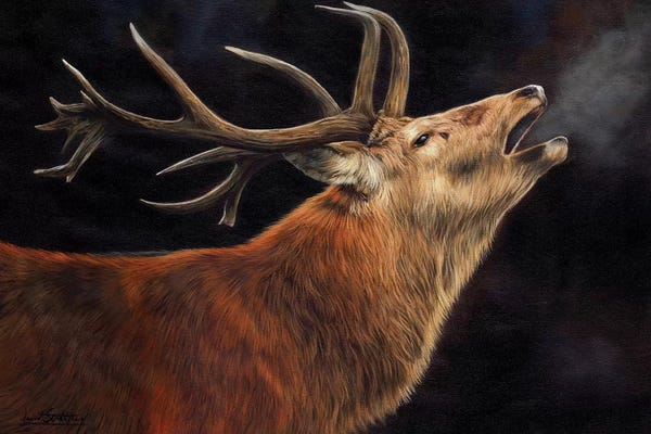 David Stribbling: Stag Call Of The Wild by David Stribbling
