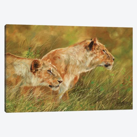Stalking Lions Canvas Print #STG168} by David Stribbling Canvas Artwork