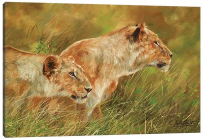 Stalking Lions Canvas Art Print - David Stribbling