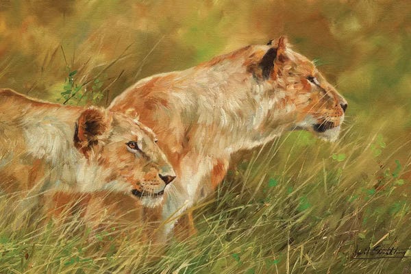 David Stribbling: Stalking Lions by David Stribbling