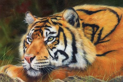 Sumatran Tiger by David Stribbling art print