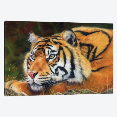 Sumatran Tiger Canvas Print #STG169} by David Stribbling Canvas Art