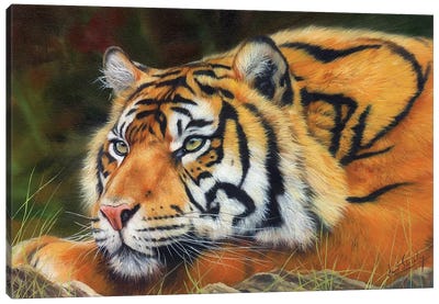 Sumatran Tiger Canvas Art Print - David Stribbling