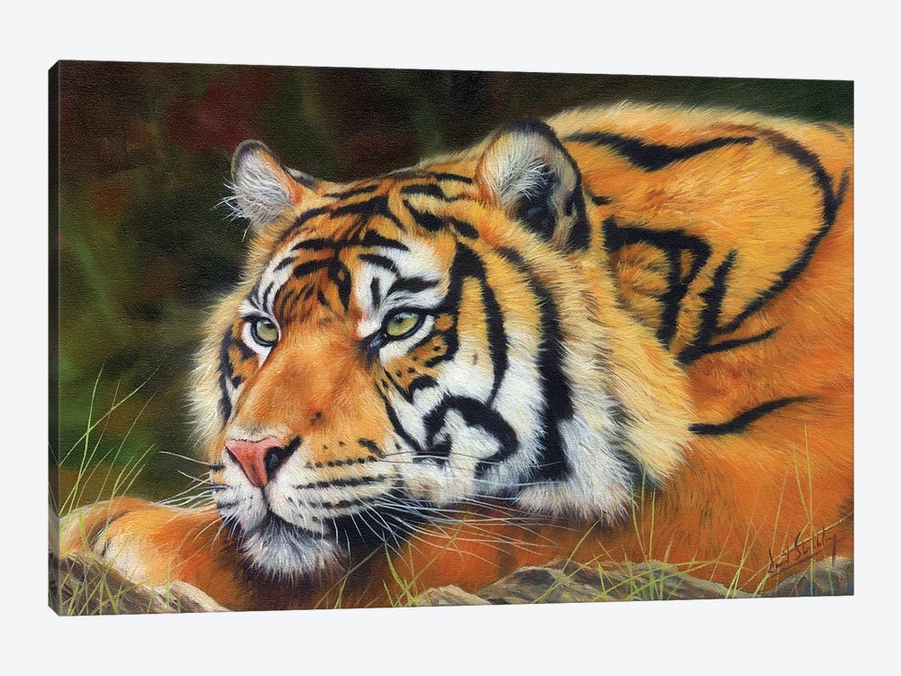 Sumatran Tiger by David Stribbling 1-piece Art Print