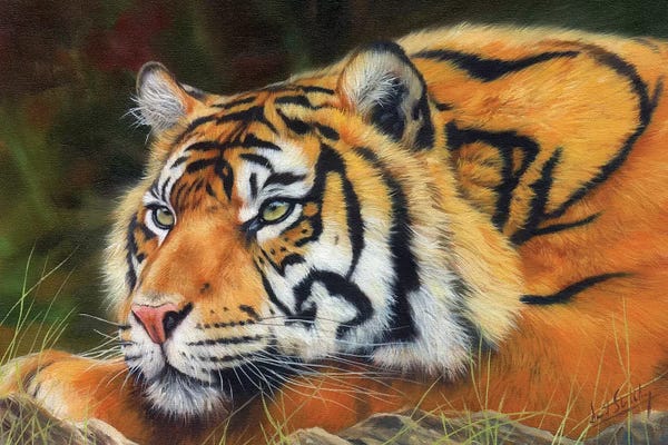 David Stribbling: Sumatran Tiger by David Stribbling