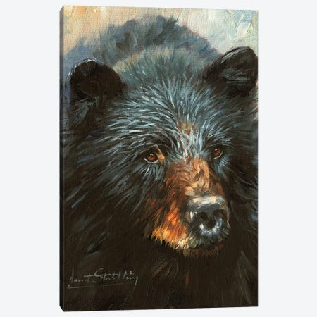 Black Bear Canvas Print #STG16} by David Stribbling Canvas Art