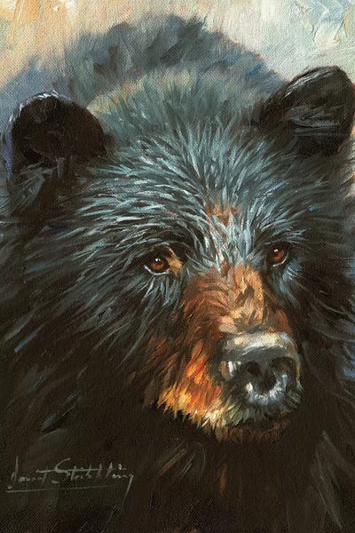Animal Lover: Black Bear by David Stribbling